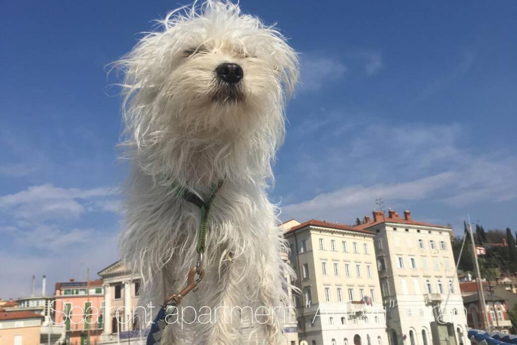 Seafront Ai Fari Piran